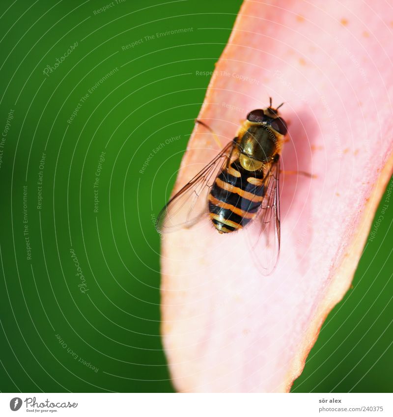 landing Blossom Blossom leave Animal Wing Hover fly Insect 1 Yellow Green Black Nature Bird's-eye view Sit Animal portrait Eyes Head Colour photo Exterior shot