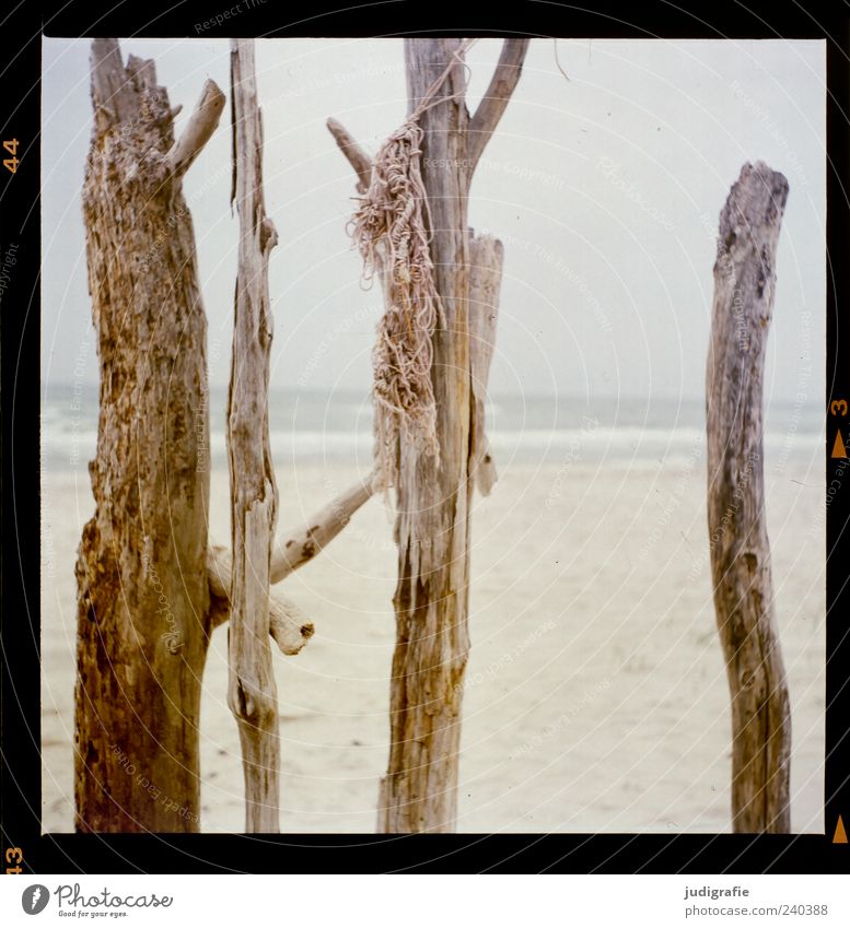 western beach Environment Nature Plant Beach Baltic Sea Ocean Darss Western Beach Exceptional Natural Wild Moody Wood Branch Rope Colour photo Exterior shot