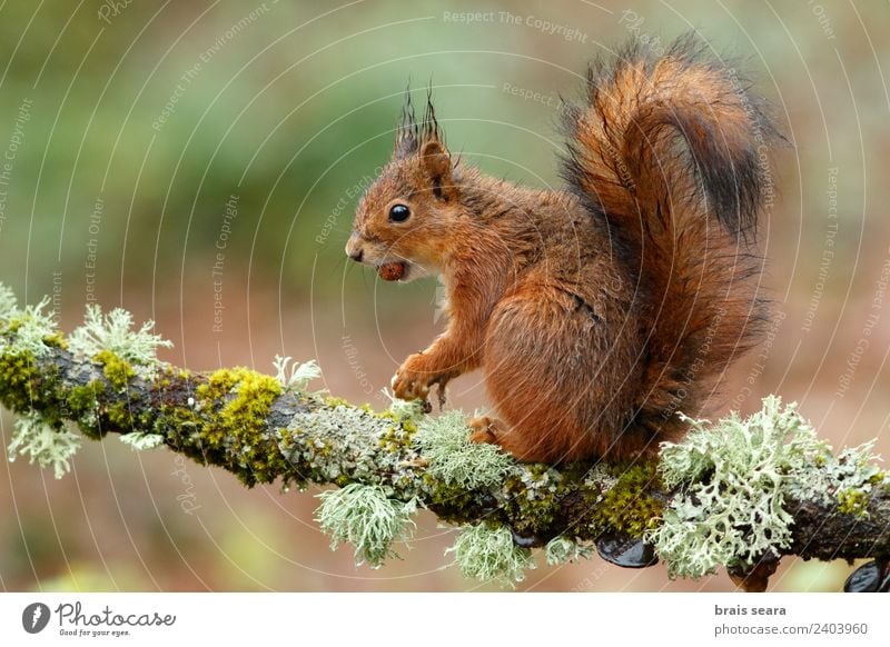 Red Squirrel Science & Research Biology Environment Nature Animal Earth Plant Tree Forest Wild animal 1 Wood Love of animals Environmental protection fauna