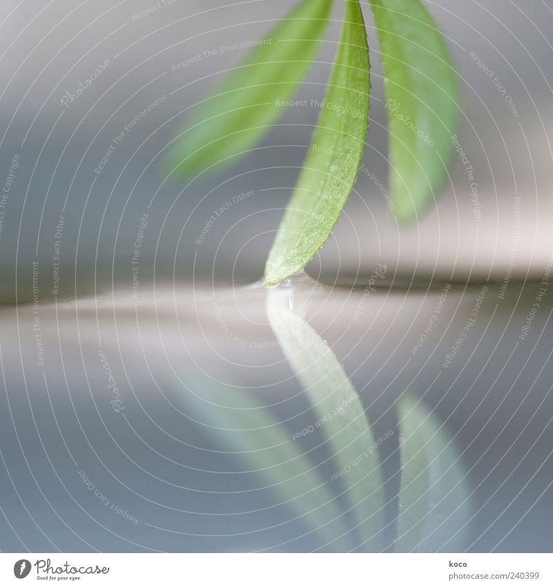 Touching Plant Sunlight Spring Summer Leaf Water Growth Esthetic Exceptional Fluid Small Wet Blue Gray Green Black White Beautiful Colour photo Detail