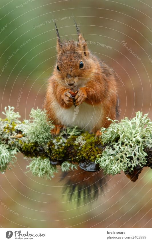 Red Squirrel Environment Nature Animal Earth Forest Wild animal 1 Diet Eating Feeding Love of animals fauna Mammal Spain spanish Europe European eurasia Rodent