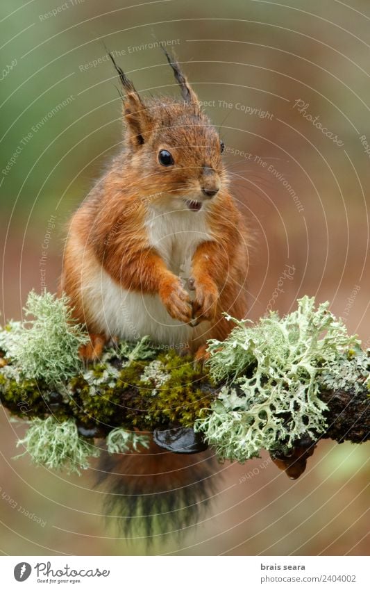 Red Squirrel Science & Research Biology Environment Nature Animal Earth Tree Forest Wild animal 1 Eating Feeding Natural Love of animals fauna Mammal Spain