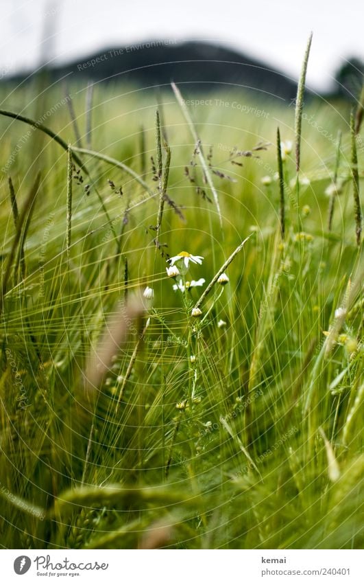 Maturing field Environment Nature Plant Sunlight Summer Grass Blossom Foliage plant Agricultural crop Wild plant Barley Chamomile Field Growth Green