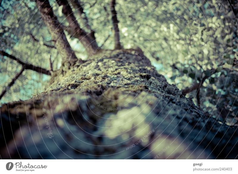 bark kissing tree hugger Environment Nature Plant Tree Tree bark Branch Leaf Wood Colour photo Exterior shot Deserted Day Sunlight Shallow depth of field