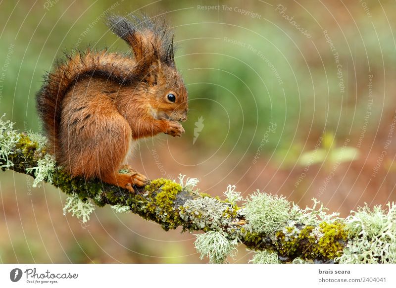 Red Squirrel Science & Research Biology Environment Nature Animal Earth Forest Wild animal 1 Eating Feeding Love of animals fauna Mammal Spain spanish Europe