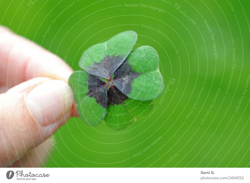 ...firmly under control Happy Fingers Thumb Spring Foliage plant Cloverleaf Four-leafed clover Meadow Good luck charm Sign Green Retentive Four-leaved