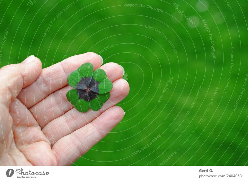 Good luck. Happy Well-being Contentment Calm Life Hand Fingers palm Four-leafed clover Meadow Sign Good luck charm symbol of luck Green Colour photo