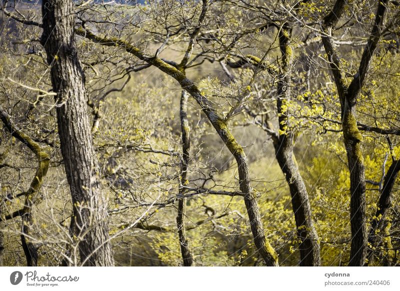 branches Environment Nature Spring Tree Forest Esthetic Growth Twigs and branches Structures and shapes Colour photo Exterior shot Deserted Day Light Shadow
