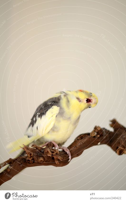 'oooooooh you cheerful...' Animal Pet Bird 1 Rutting season To swing Sing Yawn cockatiel Feather Yellow Gray Beak Rotate Branch Balance Claw Wing Funny Delicate