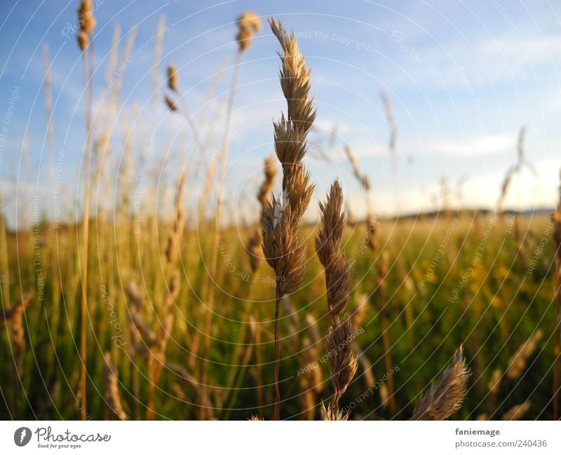 standing up straight Environment Nature Beautiful weather Plant Grass Field Blue Brown Yellow Green Warm-heartedness Blade of grass Colour photo Exterior shot
