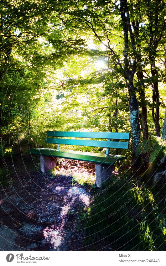 sunny seat Relaxation Calm Trip Nature Sunlight Spring Summer Beautiful weather Tree Park Forest Illuminate Bright Moody Hope Idyll Park bench Hiking trip Green