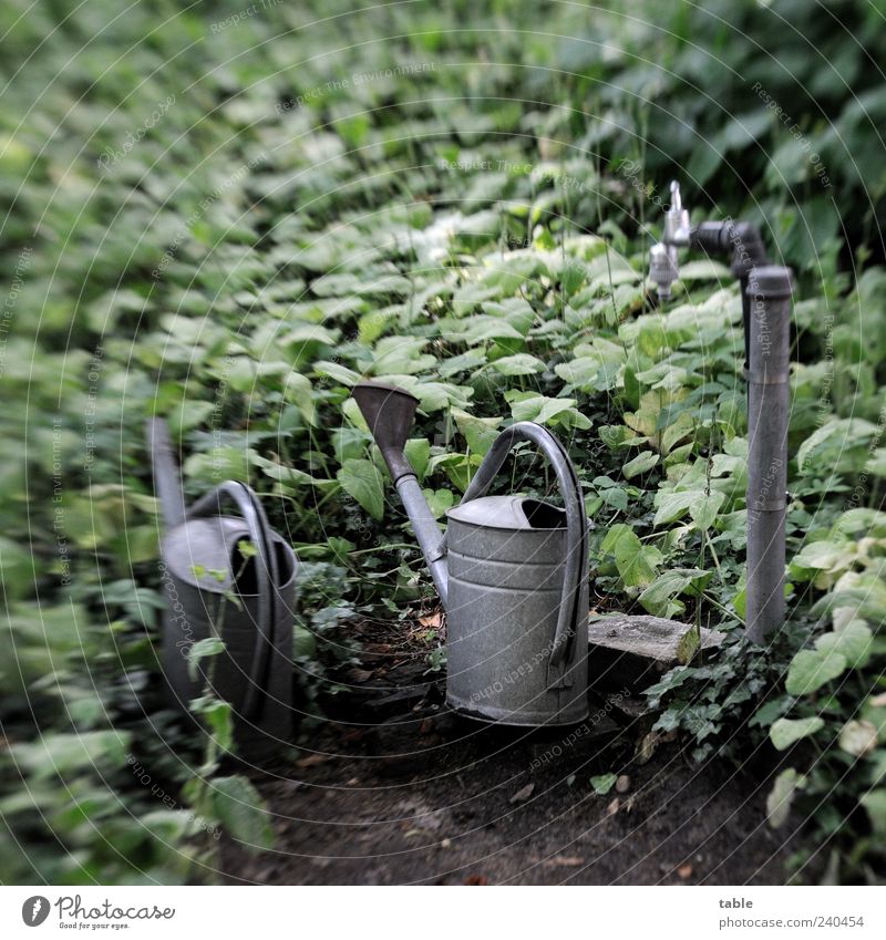 waiting Garden Plant Bushes Ivy Cemetery Metal Stand Wait Old Dark Gray Green Calm Sadness Grief Pain Longing Loneliness Nature Transience Tap Water pipe