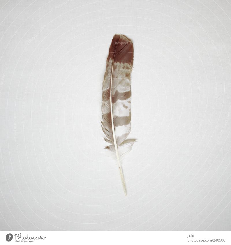 find Feather Esthetic Simple Large Bright Beautiful Brown Gray Beige Natural Natural color Colour photo Subdued colour Interior shot Deserted Copy Space left