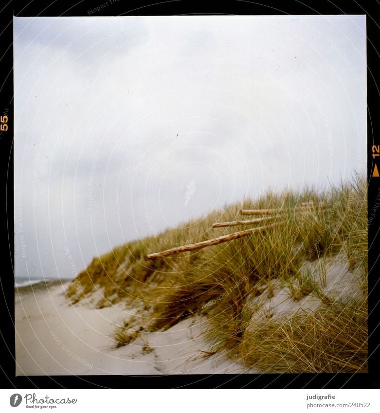 Darß Place Environment Nature Landscape Plant Sky Clouds Grass Coast Beach Baltic Sea Ocean Darss Western Beach Sand Wood Natural Wild Moody Calm Colour photo