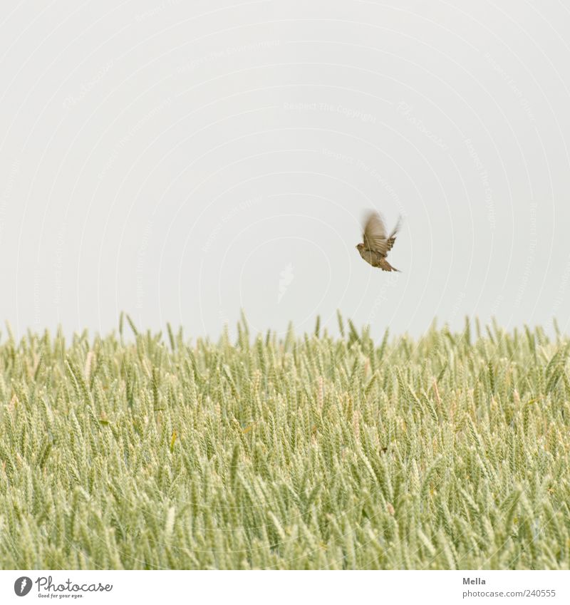 The Lightness of Being* Environment Nature Plant Animal Sky Summer Agricultural crop Grain Field Grain field Bird Sparrow 1 Flying Authentic Free Natural