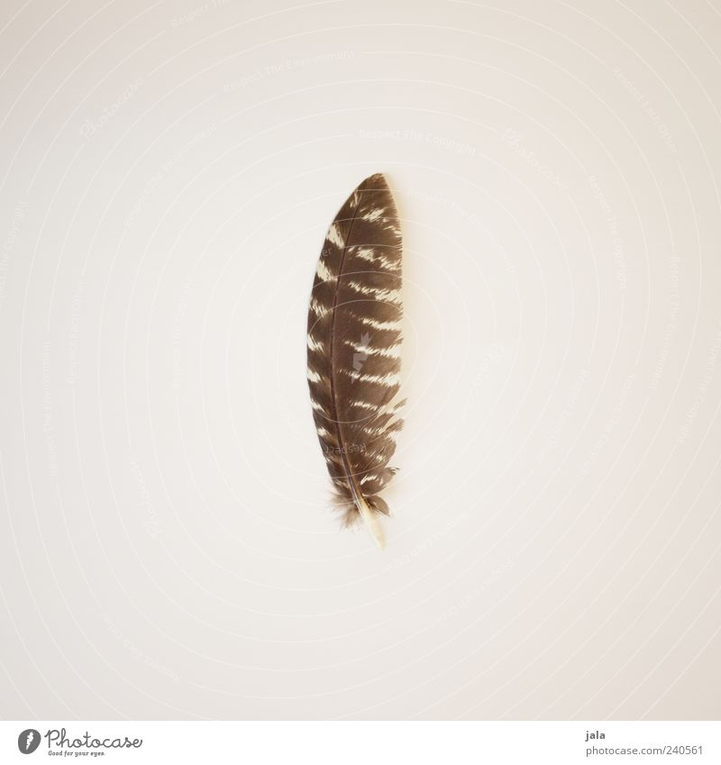 find Collection Collector's item Feather Esthetic Simple Elegant Beautiful Brown Beige Colour photo Interior shot Deserted Copy Space left Copy Space right