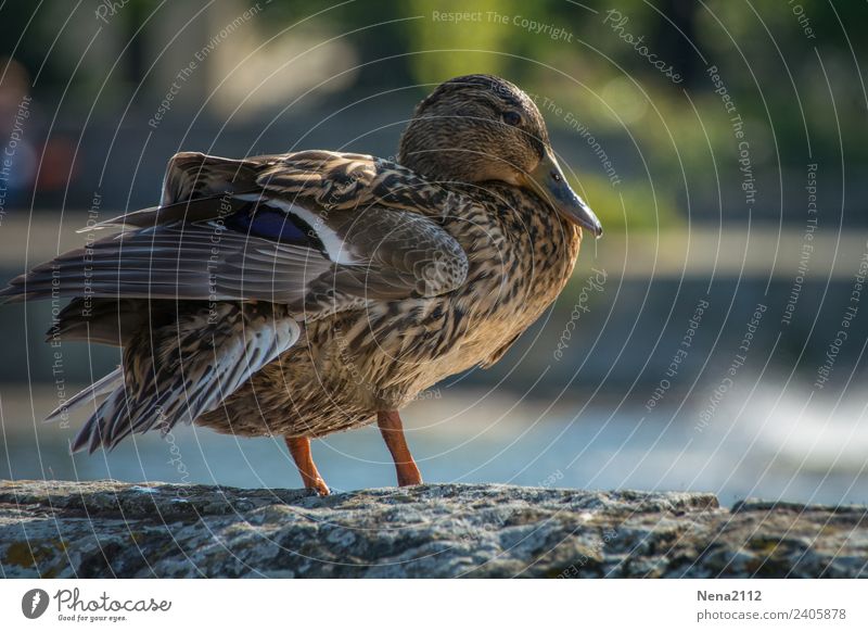 Duck I Environment Nature Animal Water Bird Wing Clean Brown Washing day Feminine Lake Colour photo Exterior shot Close-up Deserted Copy Space right Day Light