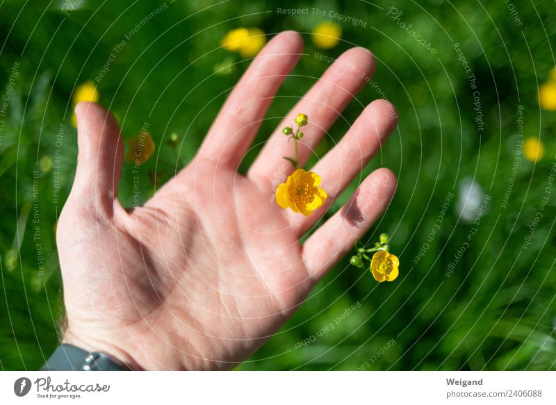 flower hand Wellness Life Harmonious Well-being Contentment Senses Relaxation Calm Meditation Fragrance Hand Observe Yellow Green Joy Happy Happiness
