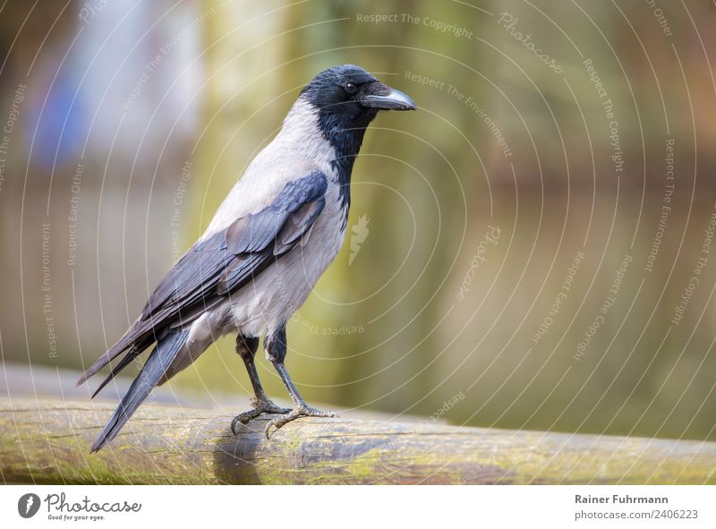 a hooded crow looks curious Nature Animal Spring Summer Grand piano 1 Observe Looking Gray "Bird Crow Hooded Crow curious" Colour photo Exterior shot