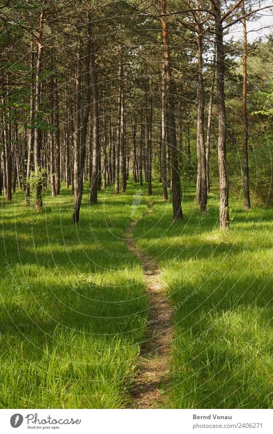 Path through the pine forest Environment Nature Landscape Spring Summer Beautiful weather Plant Grass Meadow Forest Going To enjoy Hiking Bright Natural Brown