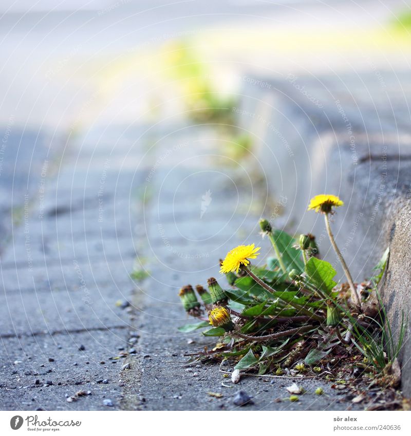Inconspicuous Environment Plant Flower Leaf Blossom Dandelion Street Roadside Curbside Paving stone Stone Blossoming Growth Fresh Natural Beautiful Wild Yellow