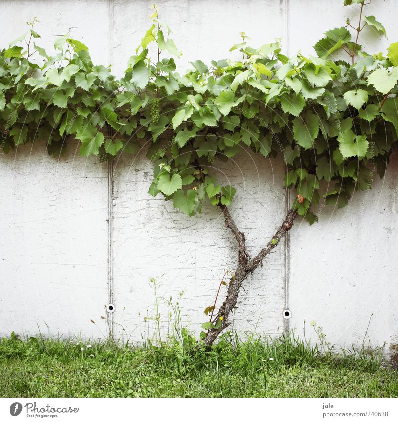 vine Fruit Bunch of grapes Nature Plant Grass Leaf Foliage plant Agricultural crop Meadow Wall (barrier) Wall (building) Facade Delicious Colour photo