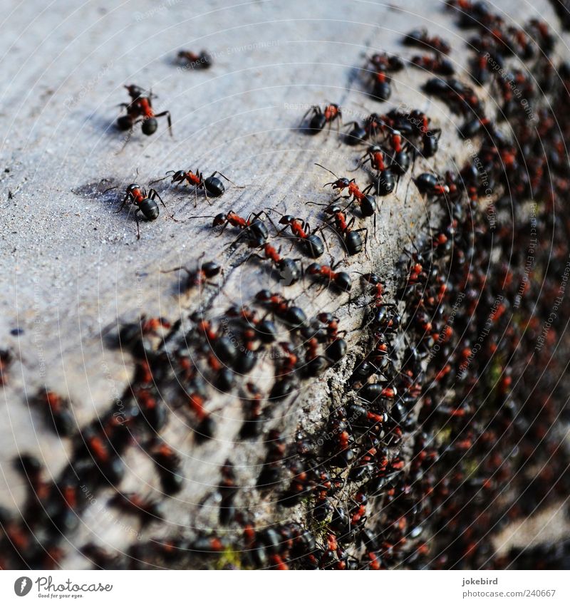 orderly swarm Wild animal Ant Wood Work and employment Walking Together Small Black Team Teamwork Attachment Many Multiple Diligent Waldameise Social Corner