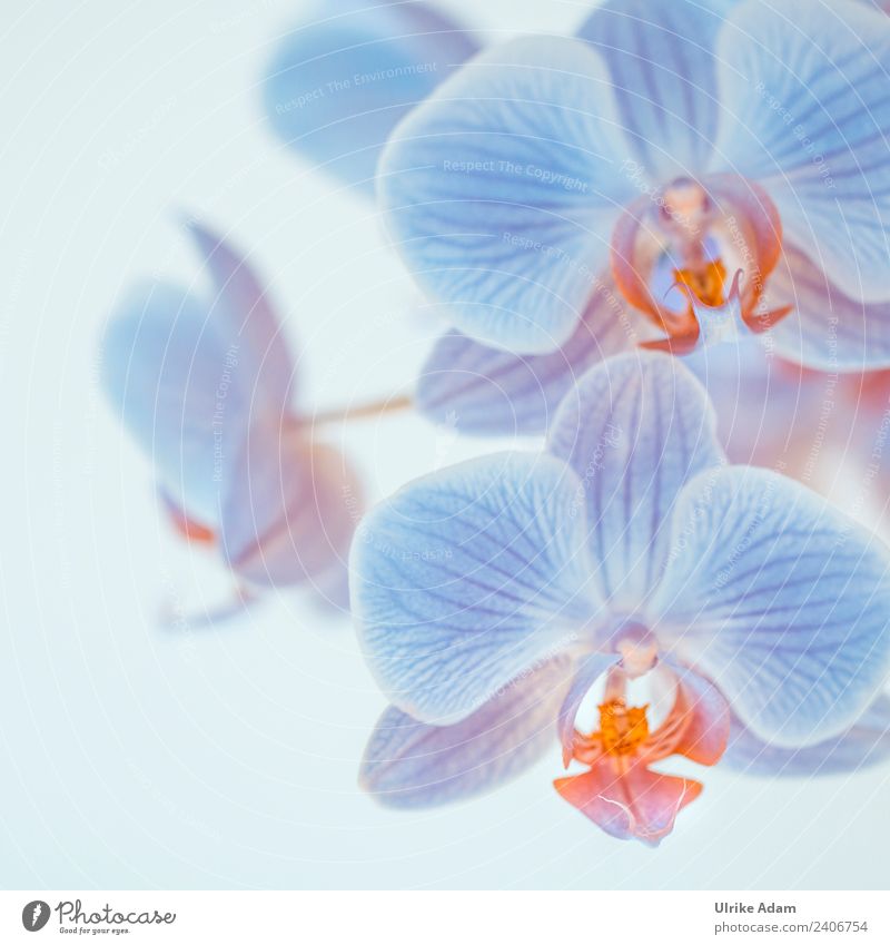 Blue Orchids Wellness Life Harmonious Well-being Contentment Relaxation Calm Meditation Spa Massage Feasts & Celebrations Valentine's Day Mother's Day Wedding