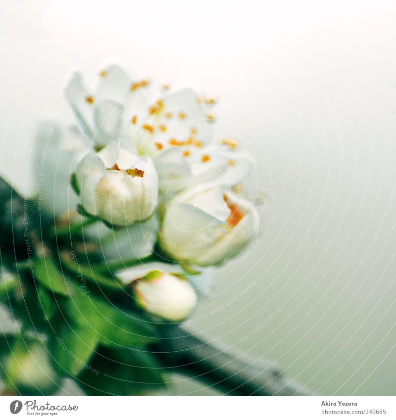 Remember Of Spring Nature Plant Leaf Blossom Bud Blossoming Fragrance Growth Esthetic Fresh Gray Green White Spring fever Beginning Colour photo Subdued colour