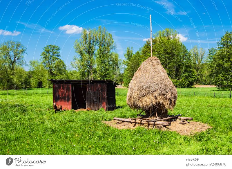 Haystack in the Spreewald near Lehde Relaxation Vacation & Travel Tourism Agriculture Forestry Nature Landscape Clouds Tree Meadow Hut Tourist Attraction Blue