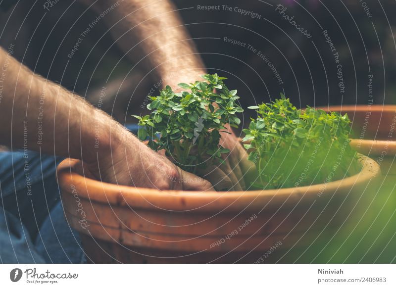Gardening in spring - potting basil Healthy Healthy Eating Well-being Contentment Senses Relaxation Leisure and hobbies Human being Masculine Hand Nature Plant