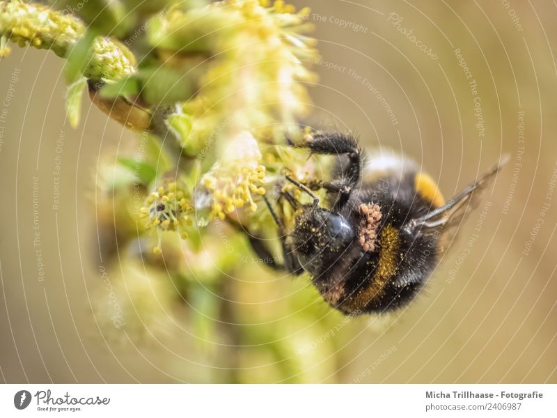 Bumblebee on the blossom Environment Nature Plant Animal Sun Beautiful weather Tree Leaf Blossom Wild animal Bee Animal face Wing Bumble bee Eyes Insect 1