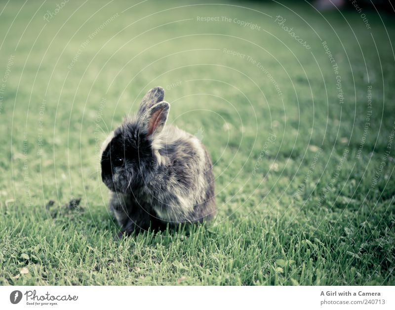 Super Cooper!!! Animal Pet Hare & Rabbit & Bunny 1 Cool (slang) Friendliness Natural Cute Pelt Coat care Small Rodent Garden Free Freedom Half-profile