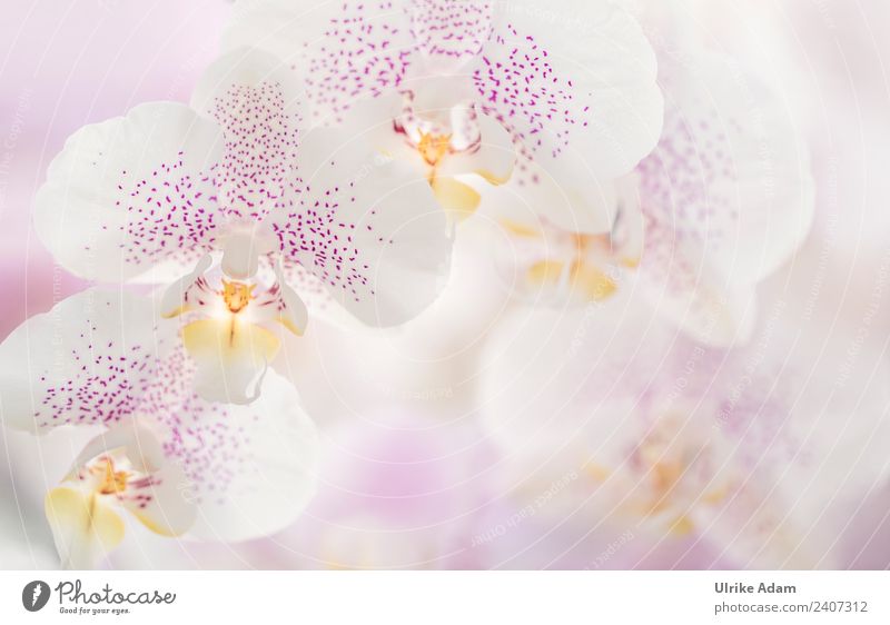 Delicate flowers of orchids Relaxation Meditation Spa Massage Decoration Wallpaper Image Poster Valentine's Day Mother's Day Wedding Birthday Nature Plant