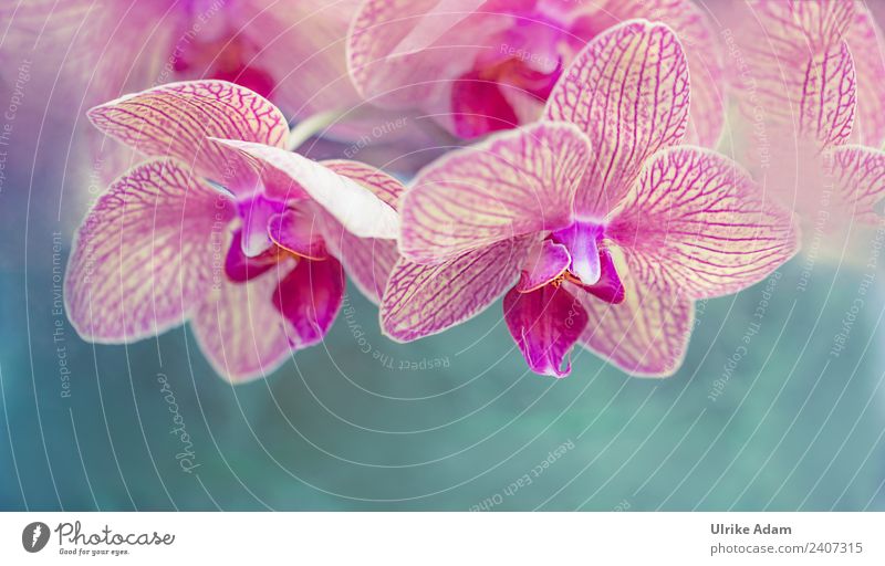 Pink orchids - Phalaenopsis flower Beautiful Wellness Life Harmonious Well-being Contentment Senses Relaxation Calm Meditation Cure Spa Massage Acupuncture