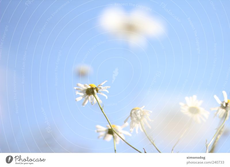 flower cloud Nature Sky Cloudless sky Spring Summer Beautiful weather Plant Blossom Meadow Fragrance Illuminate Faded To dry up Growth Elegant Spring fever