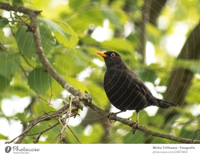 Blackbird in a tree Environment Nature Animal Sun Beautiful weather Tree Leaf Forest Wild animal Bird Animal face Wing Claw Eyes Beak 1 Observe Looking Stand
