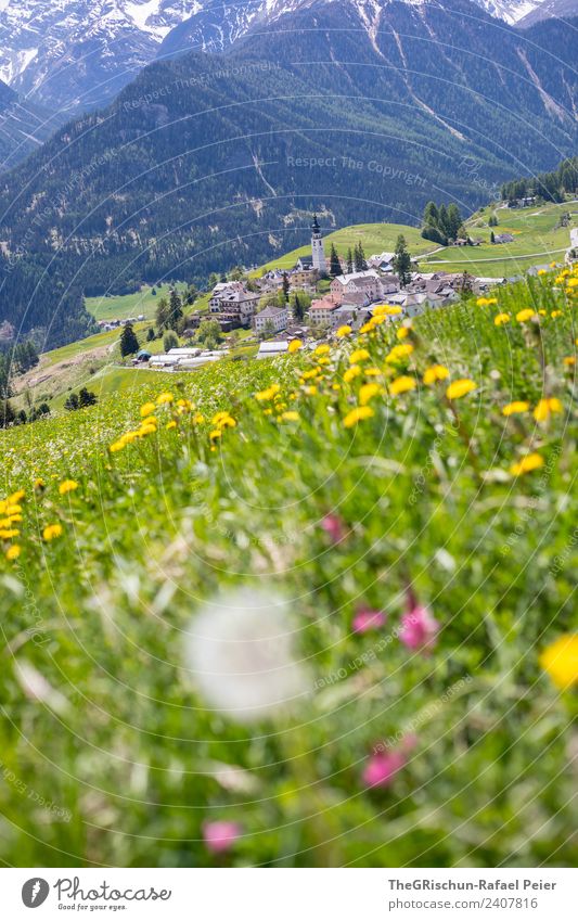 mountain spring Environment Nature Landscape Blue Yellow Green Pink Meadow Flower Engadine ftan Village Mountain village Mountain meadow Forest Height