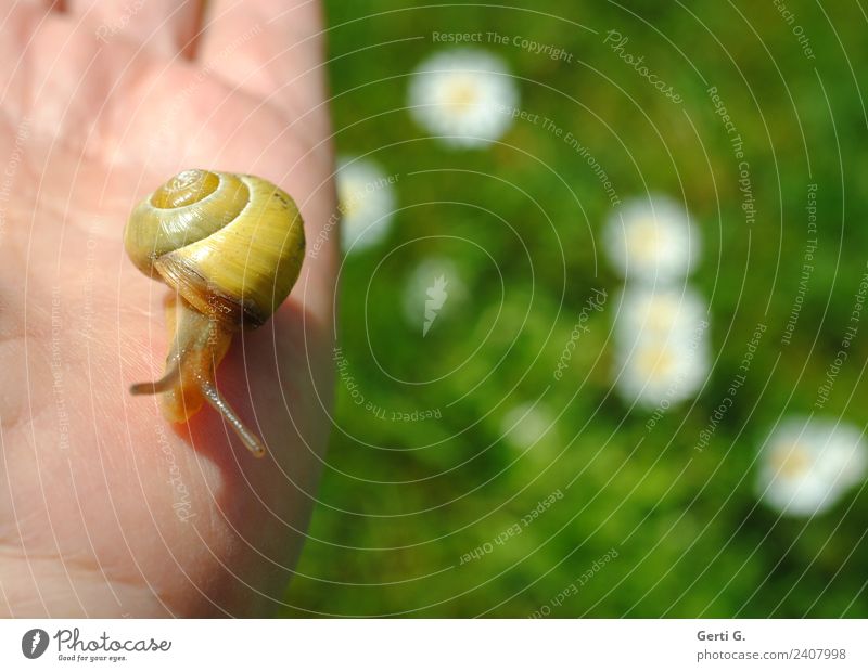 tame snail Hand Grass Daisy Meadow Animal Snail 1 Touch Movement Green Love of animals Caution Serene Patient Calm Life Disgust Slow motion Slowly Contrast