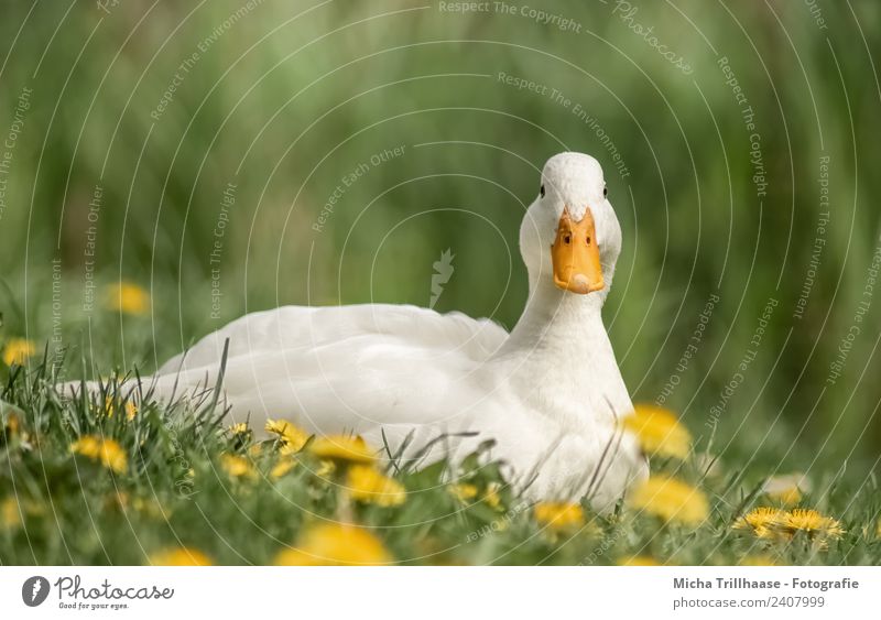 Duck Flower Royalty-Free Images, Stock Photos & Pictures