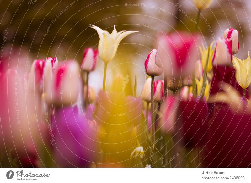 Colourful tulip field Elegant Design Wellness Life Harmonious Relaxation Calm Meditation Wallpaper Image Card Easter card Feasts & Celebrations Mother's Day
