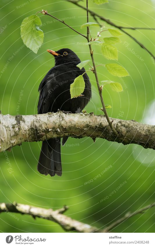 Blackbird sitting on a branch looking into the distance Spring Tree Animal Wild animal Bird 1 Looking Green Colour photo Exterior shot Deserted