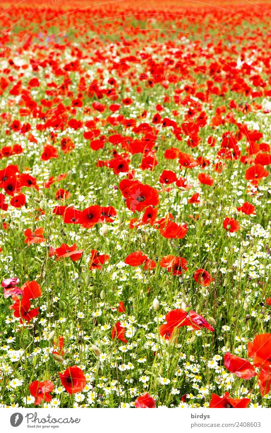 Large field of poppies in bloom with chamomile flowers Poppy Field poppy blossom Corn poppy sea of blossoms Allergy Landscape Plant Summer Beautiful weather