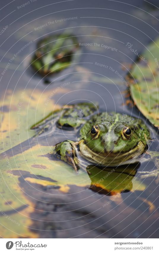 Stalk the frog Garden Environment Nature Animal Water Summer Leaf Lakeside Pond Wild animal Frog Animal face 2 Pair of animals Rutting season Observe Looking
