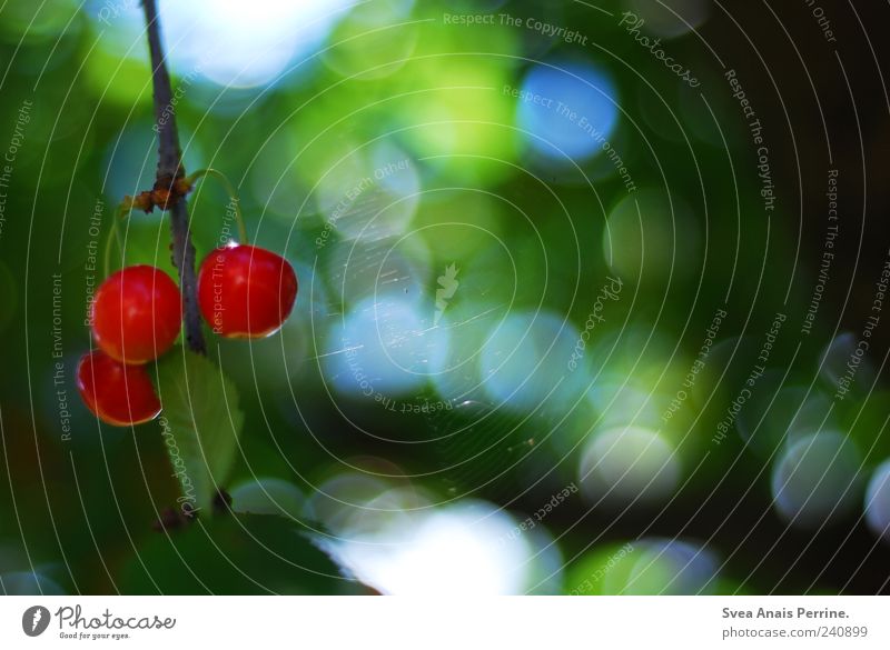cherry. Fruit Environment Nature Plant Beautiful weather Tree Cherry Cherry tree Spider's web Garden Blossoming Hang Natural Green Red Colour photo