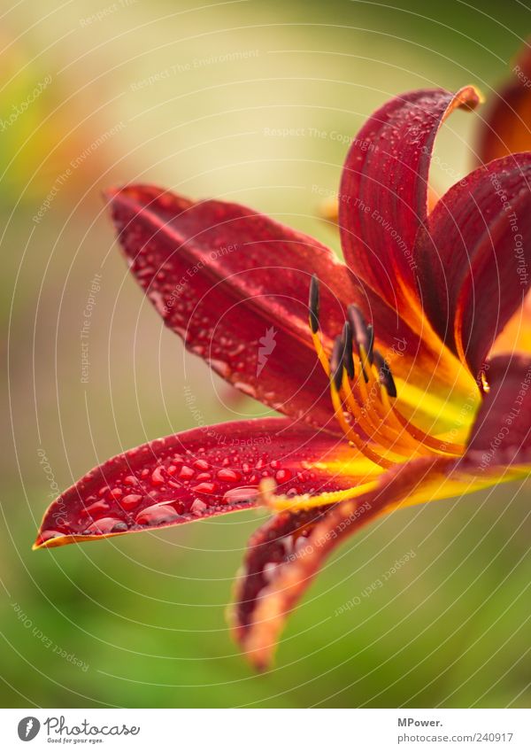 blossom Green Red Orange Shallow depth of field Drops of water Water Leaf Close-up Tropical Plant Portrait format Multicoloured Exotic Blossom