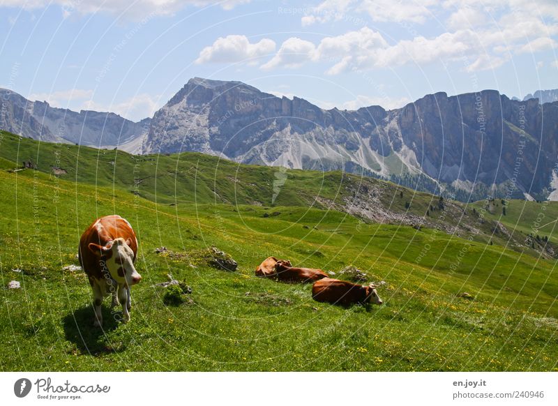 Born To Be Wild Vacation & Travel Mountain Nature Landscape Sky Grass Meadow Alps Farm animal Cow Group of animals Lie Stand Blue Brown Gray Green Calm