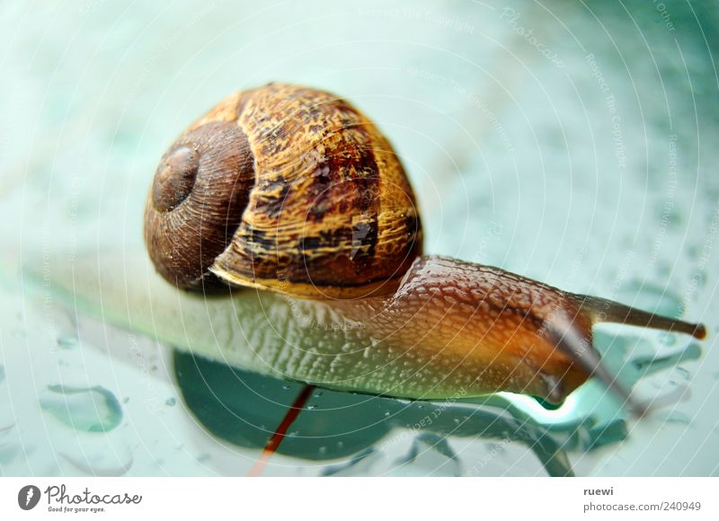 Snail on wet glass Animal Crumpet Mollusk Snail shell 1 Glass Wet Slimy Blue Brown Multicoloured Green Finish line Crawl Colour photo Exterior shot Close-up