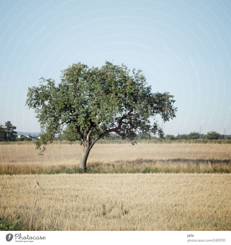 midsummer Nature Landscape Sky Cloudless sky Summer Plant Tree Grass Bushes Leaf Foliage plant Agricultural crop Meadow Field Beautiful Colour photo