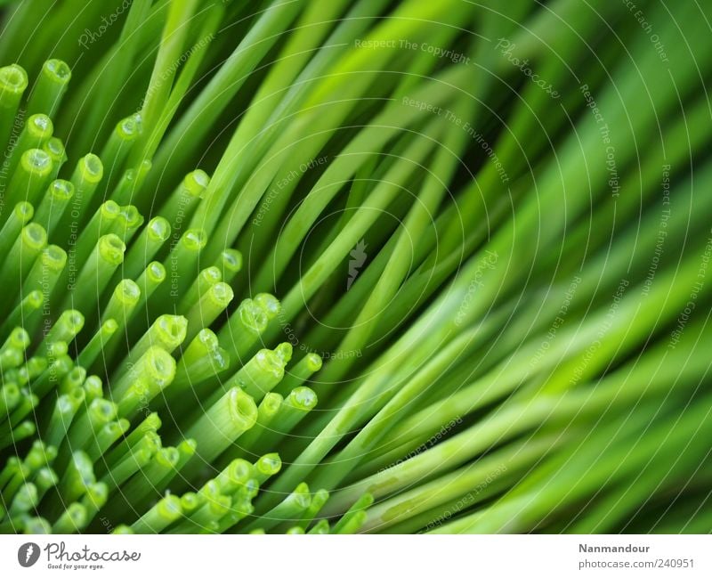 chopped and chives Food Herbs and spices Healthy Plant Agricultural crop Fragrance Esthetic Green Chives Colour photo Exterior shot Macro (Extreme close-up)